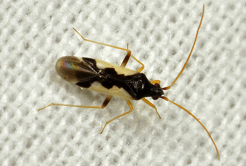 Miridae:  Hallodapus suturalis